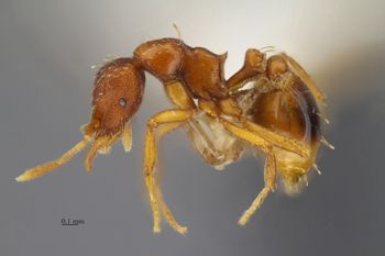 Media type: image; Entomology 517079